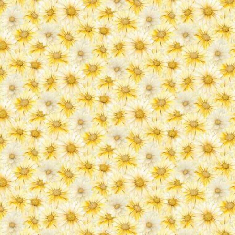 Yellow Packed Daisy